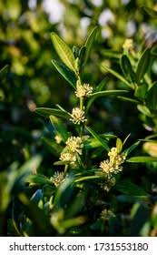 Attēlu rezultāti vaicājumam “Buxus sempervirens flower”