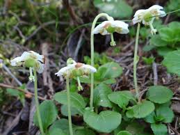 Attēlu rezultāti vaicājumam “Moneses uniflora bud”