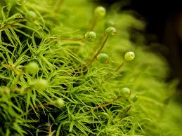 Attēlu rezultāti vaicājumam “Bartramia pomiformis”