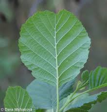 Attēlu rezultāti vaicājumam “Alnus glutinosa leaf”