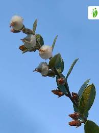 Attēlu rezultāti vaicājumam “Chamaedaphne calyculata fruit”