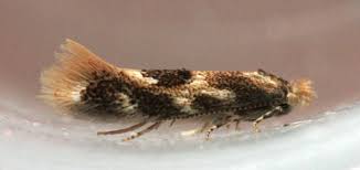 Attēlu rezultāti vaicājumam “Bucculatrix rhamniella”