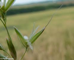 Attēlu rezultāti vaicājumam “Arrhenatherum elatius”