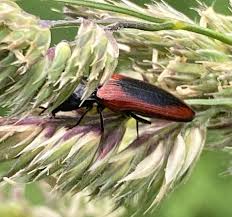 Attēlu rezultāti vaicājumam “Ampedus sp.”