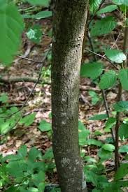 Attēlu rezultāti vaicājumam “Acer tataricum fruit”