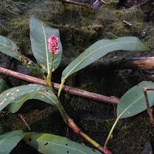 Attēlu rezultāti vaicājumam “Polygonum amphibium flower”