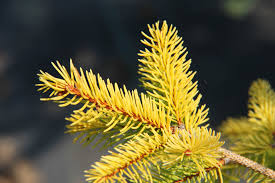 Attēlu rezultāti vaicājumam “Picea abies fruit”
