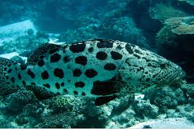 Image result for Epinephelus tukula