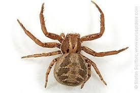 Attēlu rezultāti vaicājumam “Xysticus ulmi adult”