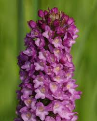 Attēlu rezultāti vaicājumam “Gymnadenia conopsea fruit”