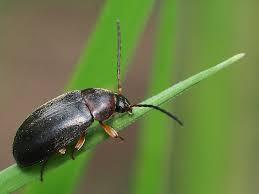 Attēlu rezultāti vaicājumam “Isomira murina”