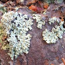 Attēlu rezultāti vaicājumam “Parmeliopsis ambigua”