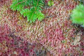 Attēlu rezultāti vaicājumam “Sphagnum magellanicum”