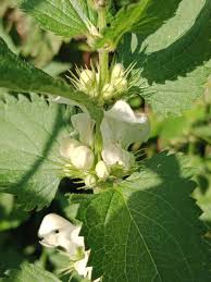 Attēlu rezultāti vaicājumam “Lamium”