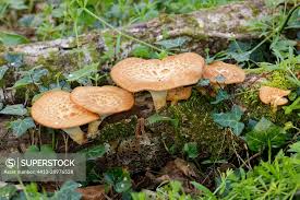 Attēlu rezultāti vaicājumam “Polyporus tuberaster”