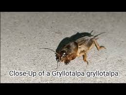 Attēlu rezultāti vaicājumam “Gryllotalpa gryllotalpa”