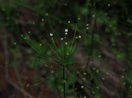 Attēlu rezultāti vaicājumam “Androsace septentrionalis”