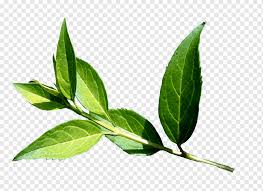 Attēlu rezultāti vaicājumam “Cerasus leaf”