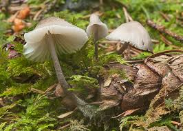 Attēlu rezultāti vaicājumam “Mycena abramsii”