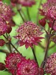 Attēlu rezultāti vaicājumam “Astrantia major flower”