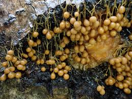 Attēlu rezultāti vaicājumam “Badhamia utricularis stalked”