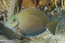 Image result for Acanthurus bahianus