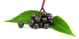 Attēlu rezultāti vaicājumam “Sambucus nigra fruit”