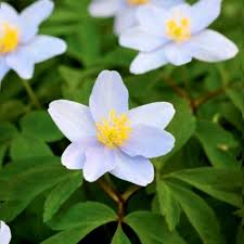 Attēlu rezultāti vaicājumam “Anemone nemorosa”