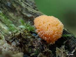 Attēlu rezultāti vaicājumam “Tubifera ferruginosa (subsp. ferruginosa) macro”