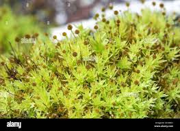 Attēlu rezultāti vaicājumam “Aulacomnium androgynum sporophyte”