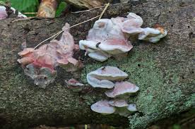 Attēlu rezultāti vaicājumam “Leptoporus mollis”