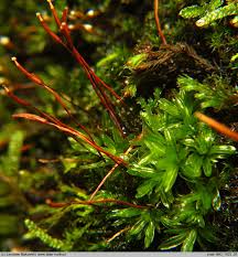 Attēlu rezultāti vaicājumam “Tortula subulata”