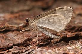 Attēlu rezultāti vaicājumam “Thera variata”