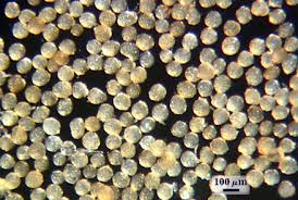 Attēlu rezultāti vaicājumam “Collaria rubens spores”