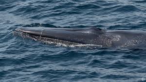 Image result for Balaenoptera omurai