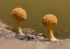 Attēlu rezultāti vaicājumam “Physarum, Nannengaella sp.”