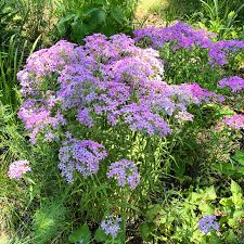 Attēlu rezultāti vaicājumam “Carex pilosa flower”