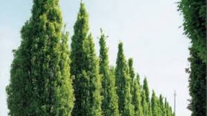 Attēlu rezultāti vaicājumam “Quercus robur Fastigiata”