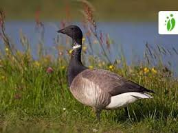 Attēlu rezultāti vaicājumam “Branta bernicla”