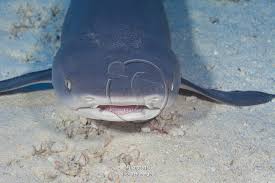 Image result for Triaenodon obesus