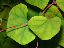 Attēlu rezultāti vaicājumam “Menispermum dauricum”