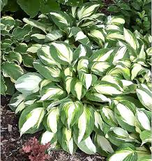 Image result for Hosta Warpaint