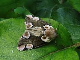 Attēlu rezultāti vaicājumam “Thyatira batis”