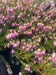 Attēlu rezultāti vaicājumam “Erica x darleyensis”