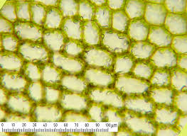 Attēlu rezultāti vaicājumam “Scapania undulata”