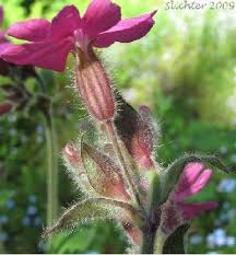 Image result for Silene dioica