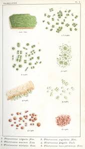 Attēlu rezultāti vaicājumam “Pleurococcus vulgaris”