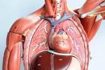 Human Anatomy Royalty Free Stock Photo, Pictures, Images And Stock ...