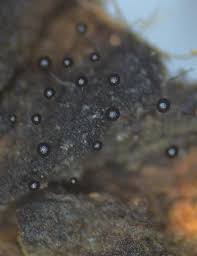 Attēlu rezultāti vaicājumam “Comatricha pulchella stalked”