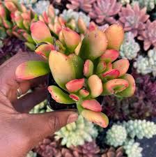 Image result for Crassula hobbit